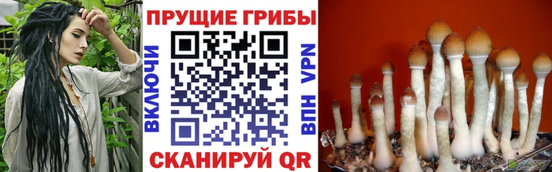 Купить закладки  Реж  Псилоцибиновые грибы Psilocybe 